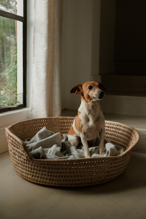 IlalaContentSession2025-103 (Medium) Dog Bed