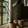 Malawi Sturdy Planters