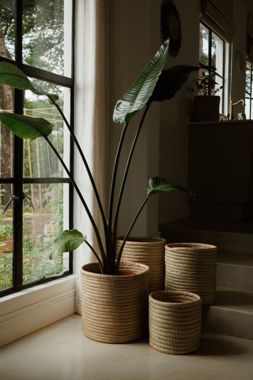 Malawi Sturdy Planters